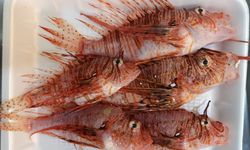 Zehir Dikeninde, Lezzet Etinde: Aslan Balığına Özel Müşteri