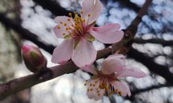 Ankara’da Erken Bahar: Bazı Ağaçlar Şubat Ayında Çiçek Açtı!