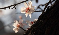 Havaya, Suya, Toprağa Düşen Sıcaklık: Baharın Müjdecisi Cemre Nedir?