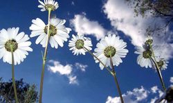 2026 Cemre Tarihleri: İlk Cemre Ne Zaman Düşecek?