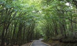 21 İlde Orman Sınırları Değişti!