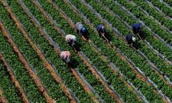 Bakan Yumaklı Duyurdu: Çiftçilere 12,3 Milyar Lira Destek