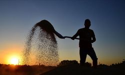 Çiftçilere 10,6 milyar liralık destek bugün hesaplarda