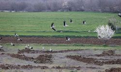 Leyleklerin Bahar Yolculuğu Başladı: Trakya’da Mola Verdiler
