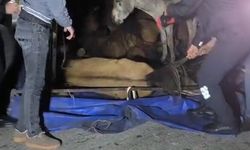 Adana’da Devrilen Kamyonetten Yola Savrulan Eşekler Yaralandı