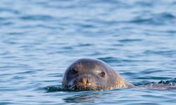 Akdeniz foku yuvalarına 'tur' şikayeti