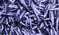 Balık satışları ne durumda?