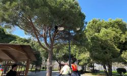 Çıktığı ağaçta mahsur kaldı!