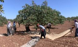 Gaziantep'te 'yeşil altın' için yüksek rekolte beklentisi