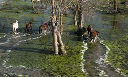 Kızılırmak Deltası’nda Yılkı Atları Baharla Birlikte Görüntülendi