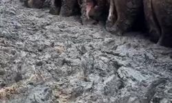 Konya’da, sosyal medyada tepki çeken besi çiftliğinde denetleme