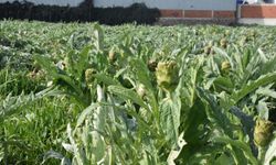 Menemen’de enginar hasadı başladı: İnternetten tüm Türkiye’ye gönderiliyor