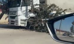 Rüzgar nedeniyle ağaçlar devrildi