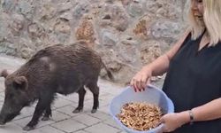 Safiye Soyman’dan ilginç anlar: Kapısına gelen yaban domuzunu besledi