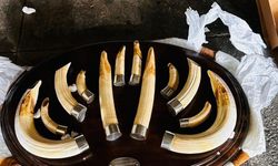 Trabzon Limanı’nda yaban hayatı operasyonu: 19 trofeye el konuldu