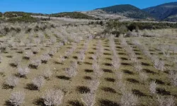Demirci’de badem çiçekleri doğayı renklendirdi