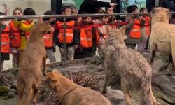 Miniklerden Büyük Keşif: Bakımevi Çocukları Doğa Tarihi Müzesi’nde