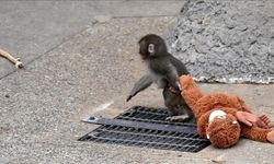 Maymun Punch’ın Annesi Tarafından Terk Edilmesinin Ardındaki Gerçekler