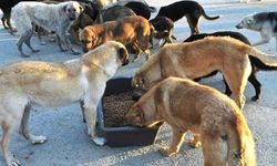 Ankara’da kurulan dernekten sokak hayvanlarına destek
