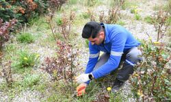 Mamak’ta Bahar Bakımı: Ağaçlar Budanıyor, Yeşil Alanlar Yenileniyor