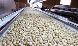 7 ayda borsalarda 261 bin tonu aşan findık satıldı