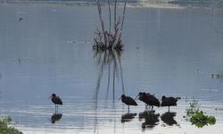 Ankara’da Saklı Cennet: Koyunbaba Göleti Kuşlarla Şenlendi