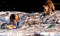 Kars'ta bozayılar kış uykusundan uyanıyor