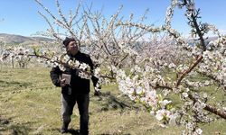 Keban Baraj Gölü çevresinde badem üretiminde umutlu bekleyiş