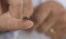 Kenelere karşı dikkatli olunması gerekiyor!