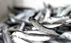 Mart ayında en çok hamsi tüketildi