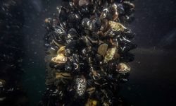 Midye çiftliklerinde pinalar için umut veren keşif