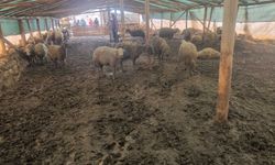 Ağıla giren kurt, 40 koyunu öldürdü