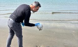 Hatay'da sahilde denizanası yoğunluğu