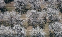 Iğdır Ovası'nda Görsel Şölen!