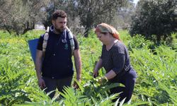 İzmir’de Enginar Hasadı Zirveye Ulaştı