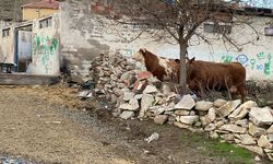 Yozgat'ta ahır çatısı çöktü