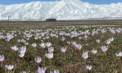 Yüksekova'da kardelenler çiçek açtı