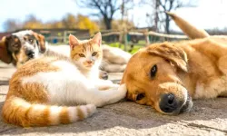 4 Nisan Dünya Sokak Hayvanları Günü: Sessiz Dostlar İçin Farkındalık Çağrısı