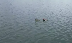 Şarkışla Millet Bahçesi Yeni Misafirlerini Ağırlıyor