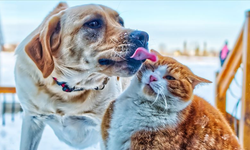 Evcil Hayvanlarımızla Sessiz Konuşmalar: Onları Ne Kadar Anlıyoruz?