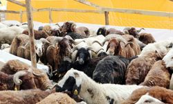 Yenimahalle’de Kurban Satış Başvuruları Başlıyor!