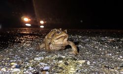 Domaniç’te Kurbağaların Göç Yolculuğu Başladı