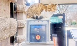 Meclis koridorlarının sevimli sahipleri