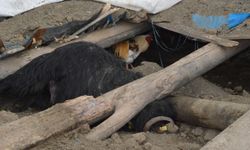 Cizre’de ahır çöktü: 15 büyükbaştan 1’i telef oldu