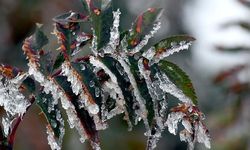 Zirai Don Alarmı: Bakanlıktan Çiftçilere Kritik Uyarı