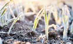 İklim Krizi Tarımı Vuruyor: Don Olayları Artıyor