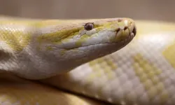 Piton kanından devrim: Yan etkisiz zayıflama ilacı yolda!