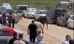 Ankara'da kaçan kurbanlıklar kameralar tarafından kaydedildi