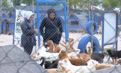 Bursa’da Barınakta Binlerce Patili Dost Yuva Bekliyor!