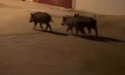 Domuz sürüsü mahalleye indi